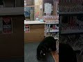 Beer steelt gummiberen in Canadees tankstation #dieren #animals #shorts #funny