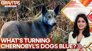 The Blue Dogs of Chernobyl: Mystery, Mutation or Chemical Exposure? | GRAVITAS