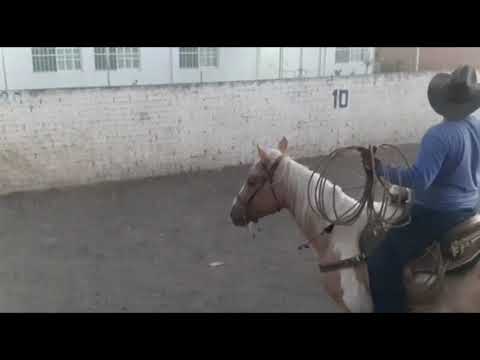 piales la aldea 171120