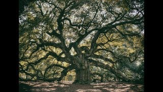 Kitchens of Distinction - Oak Tree