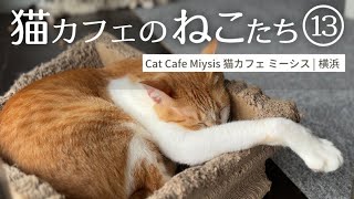 猫カフェのねこたち13　猫カフェ ミーシス