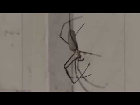 Golden Orb Weaving Spider in tropical north Australia