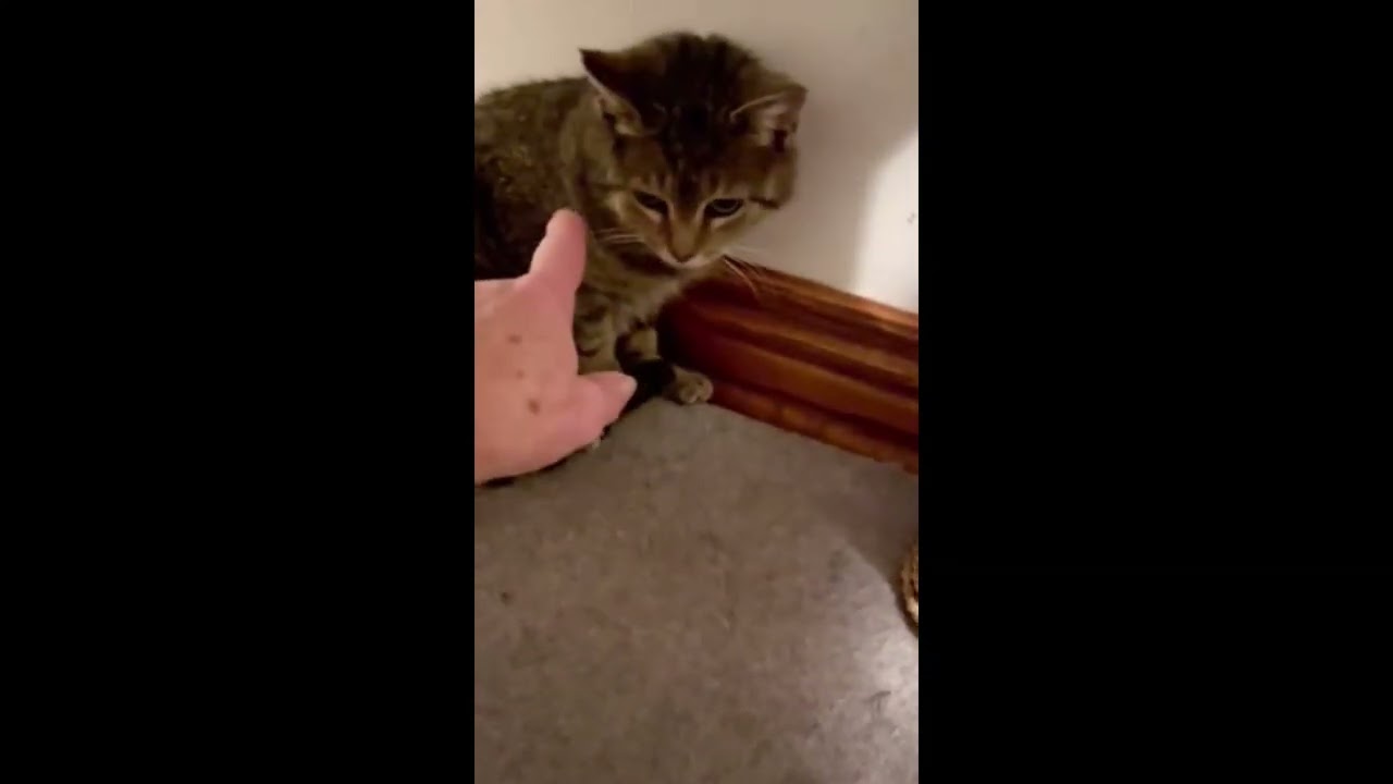 Kara, an adoptable mixed breed in Toronto, ON video 4/4