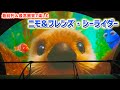 最高の画質と音質で 最前列で楽しむ ニモ フレンズ シーライダー ラッコ�