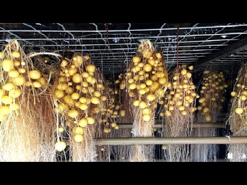 Potato Farming Without Soil Will Surprise You - Incredible Agriculture Techniques- Future Technology