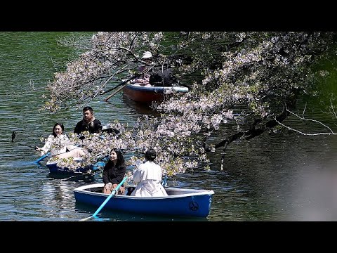 Video Thumbnail: Hanami celebrations begin in Tokyo as cherry blossoms reach their peak