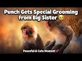 Punch Gets Special Long Grooming From Big Sister Moe Chan 🥹 Peaceful Bonding At Ichikawa Zoo