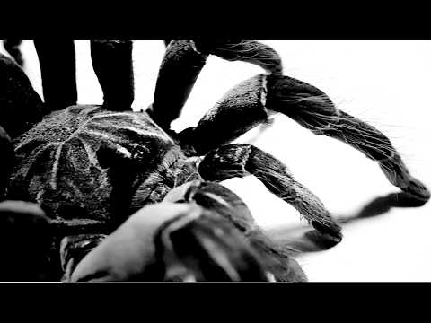 Ren, Chris Webby - Tarantula