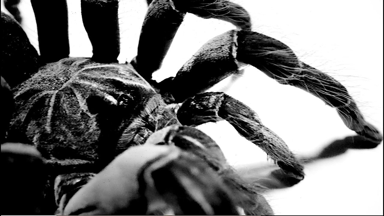 Inpatient ( Ren x Chris Webby ) - Tarantula