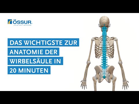 Das Wichtigste zur Anatomie der Wirbelsäule in 20 Minuten