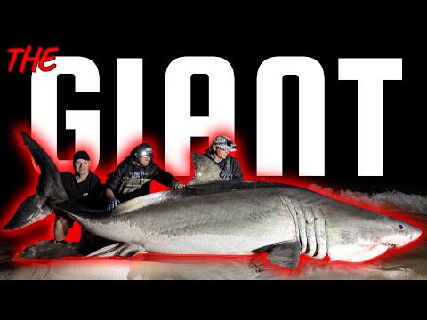 The Largest Great White Shark Ever Caught From Shore on Film