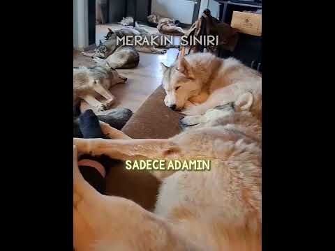 Dünyadaki TÜM HUSKY'LER Burada! 🐶