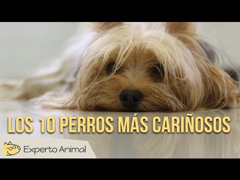 The 10 most affectionate dogs