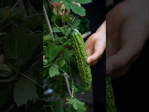 करेले की कड़वाहट भूल जाएंगे गांव के ताज़े करेलों से बनाएं अनोखी डिश 🥗