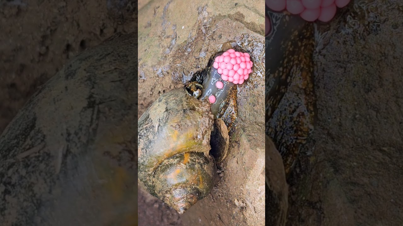 "Stunning Pink Eggs! Golden Apple Snail Caught Laying Eggs Up Close"