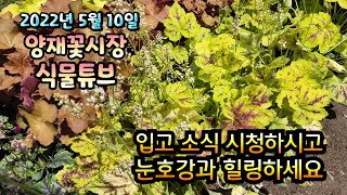 양재꽃시장 식물튜브 [2022년 5월 10일 입고영상 시청 하시면서 눈호강과 힐링 하시길 바래요~~~]   …