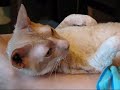 Cornish Rex Kos meg mer!