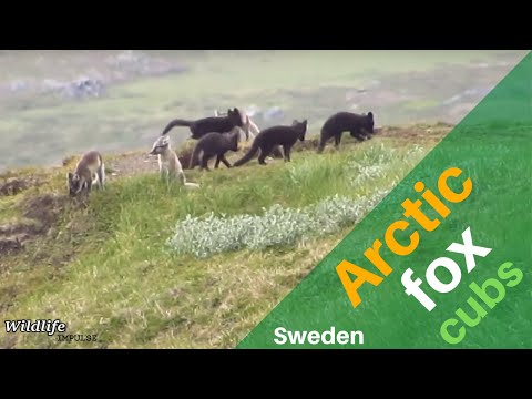 Arctic fox cubs playing in northern Sweden