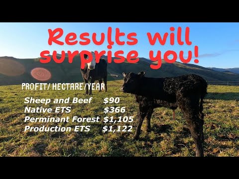 Revenue from Carbon and Forestry vs Sheep & Beef | Massive Difference