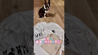 これ…普通に売れると思う？ 【ボストンテリア】こむぎ #shorts