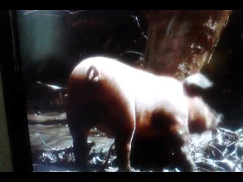 Pigs scratching on trees