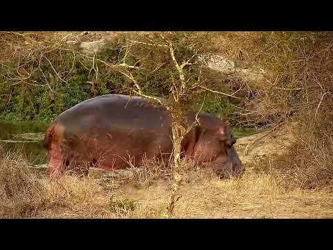 Djuma: Hippo stirring and then heads out to graze - 17:35 - 07/28/21