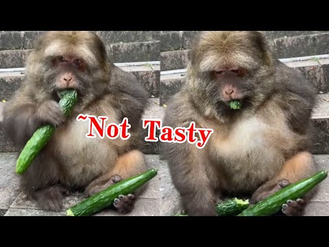 Xingxing: Why Cucumber Again? It Tastes Terrible.