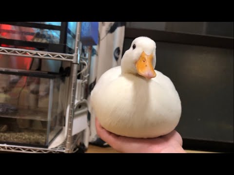 コールダック」のYahoo!リアルタイム検索 - X（旧Twitter）を