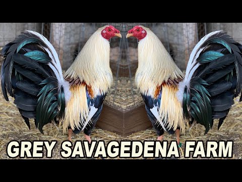 GIRO GREY ‼️💯 California Beautiful Birds Savagedena Farm - Farm visit