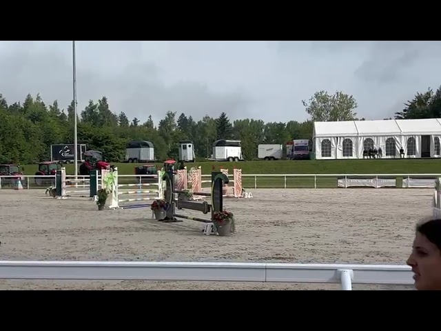 Jument demi-sang suisse 14 ans