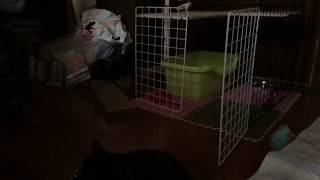 日本語を喋りながら食べる子猫