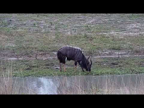 Djuma: Nyala bull and then Impala rams - 13:18 - 03/26/2022