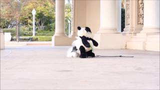 animale cainele panda