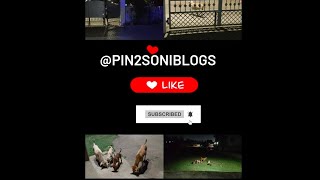 Grmi ke dino main animals,bird's🐦🕊️etc.sbki help kijiye #familyvlog #vlog #petlover #helpful