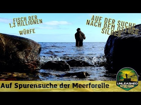 Auf Spurensuche der Meerforelle