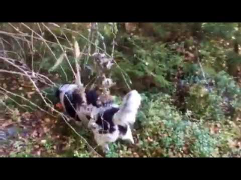 Hunting With a Staby  (Created with @Magisto)