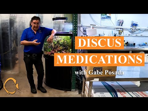 The most effective way to medicate your fish