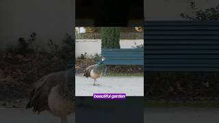 Peacock Park in Porto literally has peacocks and roosters lol