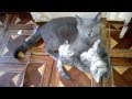 кошка играет с котятами cat plays with kittens 