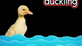 Spring Babies CVI Video (from Keynote) gameplay video by Mgraves, 4:02 duration