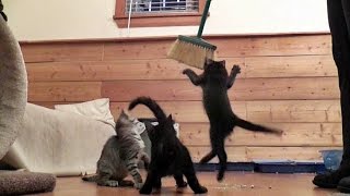 Kittens and a broom