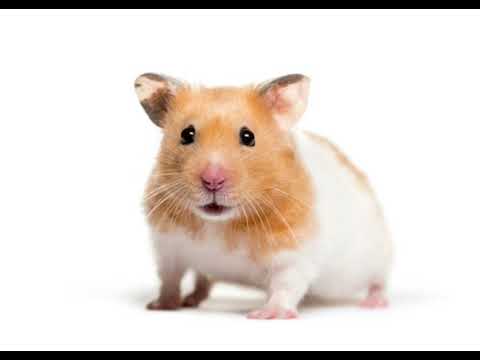Der Hamstertanz (Drum and Bass Dub/Remix)