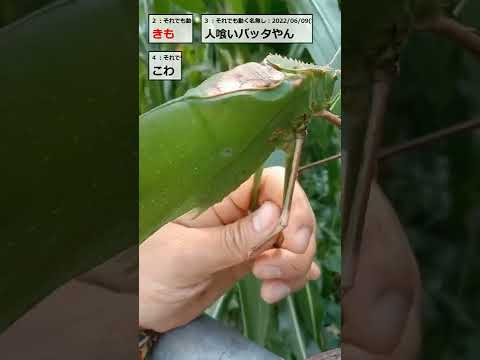 虹色のトンボ:空の曲芸師 自然と動物