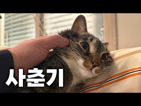 고양이에게 사춘기가 왔습니다...