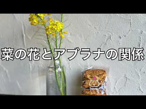 アブラナについて詳しく解説