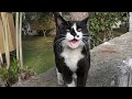 Tuxedo Cat Meowing Loudly For Food Is So Hungry