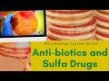 Anti Biotics And Sulfa Drugs MicroBiology Lecture Series