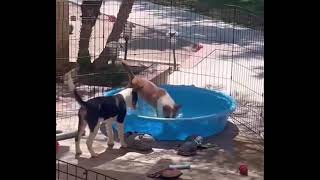 Video preview image #1 Border Collie-Unknown Mix Puppy For Sale in La Verne, CA, USA