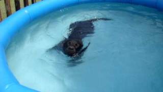 preview picture of video 'Holly Puppy Swimming in her Pool'