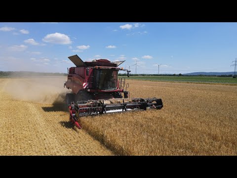 "Wir sind mit dem Ertrag zufrieden", Gerstenernte 2023